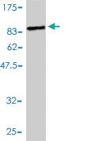 Anti-DNAJC7 Mouse Monoclonal Antibody [clone: 4G6-G3]