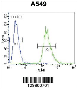 Anti-ETV5 Rabbit Polyclonal Antibody