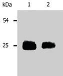 Anti-LAT2 Rabbit Polyclonal Antibody