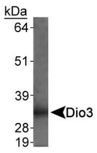 Anti-DIO3 Rabbit Polyclonal Antibody