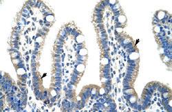 Anti-FBL Rabbit Polyclonal Antibody