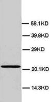 Anti-HMGB4 Rabbit Polyclonal Antibody