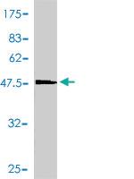 Anti-PTGES3 Mouse Polyclonal Antibody