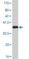 Anti-NEK9 Mouse Monoclonal Antibody [clone: 1F6]