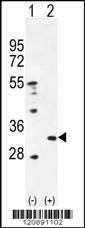 Anti-PRDX4 Rabbit Polyclonal Antibody (FITC (Fluorescein Isothiocyanate))