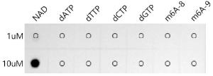 Anti-NAD Rabbit Monoclonal Antibody [clone: ARC51050]