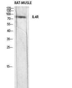 Antibody anti-IL4R 100 µg