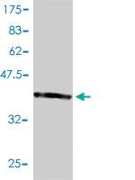 Anti-PTGES3 Mouse Monoclonal Antibody [clone: 3H1-2A8]