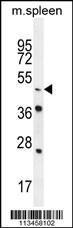 Anti-NR6A1 Rabbit Polyclonal Antibody (AP (Alkaline Phosphatase))