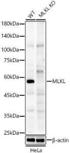 Anti-MLKL Rabbit Polyclonal Antibody