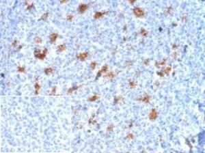 Antibody anti-SPARC OSTN3932 100 µg