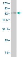 Anti-EXOSC3 Mouse Monoclonal Antibody [clone: 5C3]