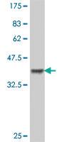 Anti-COQ3 Mouse Polyclonal Antibody