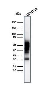 Western blot analysis of COLO-38 cell lysate using Anti-SOX10 Antibody [SOX10/992]