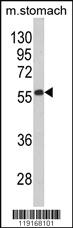 Anti-BECN1 Rabbit Polyclonal Antibody