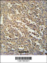 Anti-SWSAP1 Rabbit Polyclonal Antibody