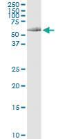 Anti-DNAJC7 Polyclonal Antibody Pair