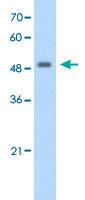 Anti-FBXL7 Rabbit Polyclonal Antibody