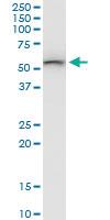 Anti-SARS2 Mouse Polyclonal Antibody