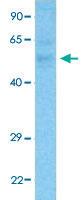 Anti-FBXL7 Rabbit Polyclonal Antibody