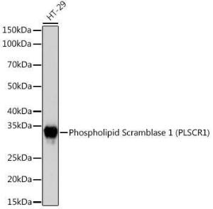 Anti-Scramblase 1 Rabbit Monoclonal Antibody [clone: ARC2028]