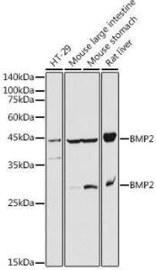 Western blot analysis of extracts of various cell lines, using Anti-BMP2 Antibody (A12559) at 1:1000 dilution. The secondary Antibody was Goat Anti-Rabbit IgG H&L Antibody (HRP) at 1:10000 dilution. Lysates/proteins were present at 25 µg per lane