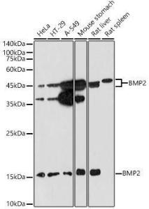 Western blot analysis of extracts of various cell lines, using Anti-BMP2 Antibody (A12559) at 1:1000 dilution. The secondary Antibody was Goat Anti-Rabbit IgG H&L Antibody (HRP) at 1:10000 dilution. Lysates/proteins were present at 25 µg per lane