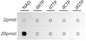 Antibody A309690-100 100 µl