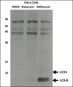 Anti-MAP1LC3A Mouse Monoclonal Antibody (HRP (Horseradish Peroxidase)) [clone: 166AT1234]