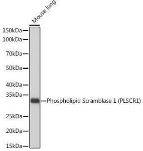 Anti-Scramblase 1 Rabbit Monoclonal Antibody [clone: ARC2028]