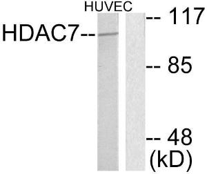 Anti-HDAC7 Rabbit Polyclonal Antibody