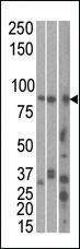 Anti-MARK1 Rabbit Polyclonal Antibody