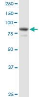 Anti-EPS8L2 Mouse Polyclonal Antibody