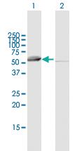 Anti-SARS2 Mouse Polyclonal Antibody