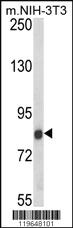 Anti-TARSL2 Rabbit Polyclonal Antibody