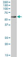 Anti-ATG4C Mouse Polyclonal Antibody