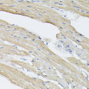 Immunohistochemistry analysis of paraffin-embedded rat heart using Anti-BMP2 Antibody (A12559) at a dilution of 1:50 (40X lens). Perform high pressure antigen retrieval with 10 mM citrate buffer pH 6.0 before commencing with IHC staining protocol