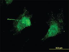 Anti-KCNC3 Mouse Monoclonal Antibody [clone: 1C1]