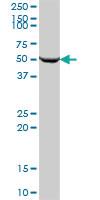 Anti-SARS2 Mouse Polyclonal Antibody