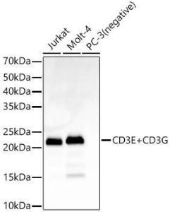 Western blot analysis of variou