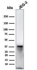 Antibody anti-SPARC OSTN3932 100 µg