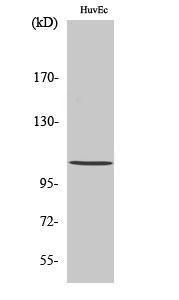 Anti-HDAC7 Rabbit Polyclonal Antibody