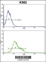 Anti-ICAM1 Rabbit Polyclonal Antibody