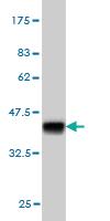 Anti-STAG2 Mouse Monoclonal Antibody [clone: 3C6]