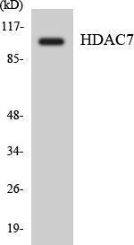 Anti-HDAC7 antibody