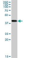 Anti-CKMT1B Mouse Monoclonal Antibody [clone: 2C9]