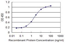 Anti-CKMT1B Mouse Monoclonal Antibody [clone: 2C9]