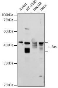 Western blot analysis of extracts of various cell lines, using Anti-Fas Antibody (A12561) at 1:1000 dilution. The secondary Antibody was Goat Anti-Rabbit IgG H&L Antibody (HRP) at 1:10000 dilution. Lysates/proteins were present at 25 µg per lane