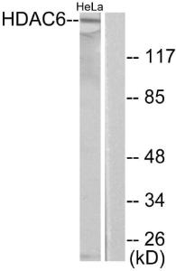 Western blot analysis of lysates from HeLa cells using Anti-HDAC6 Antibody The right hand lane represents a negative control, where the antibody is blocked by the immunising peptide