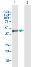 Anti-NSUN4 Mouse Polyclonal Antibody